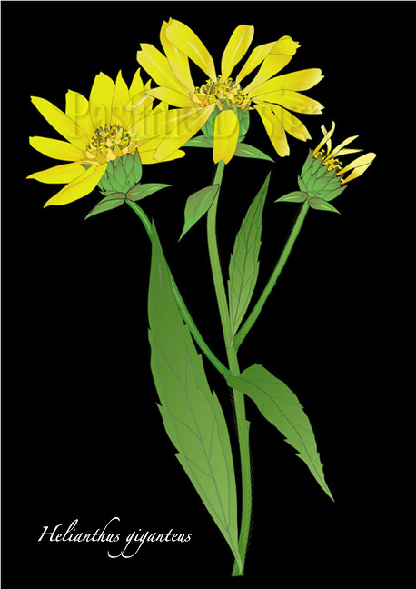 Tall_Sunflower